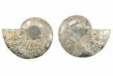 Cut & Polished, Crystal-Filled Ammonite Fossil - Madagascar #282644-1